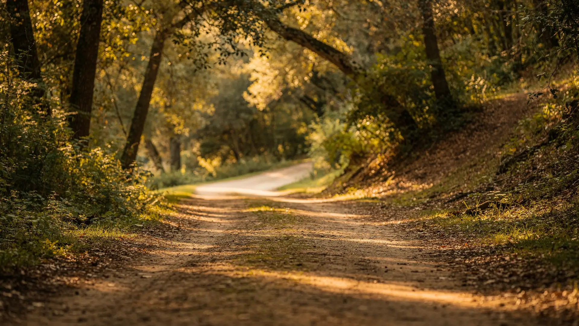 Trilha de terra em parque arborizado seguindo adiante e sumindo numa curva, sob luz dourada de fim de tarde, cena sobre o caminho depois que o tratamento termina